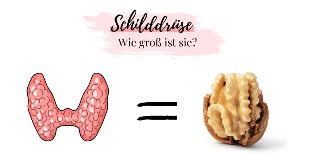 Schilddrüse wie groß