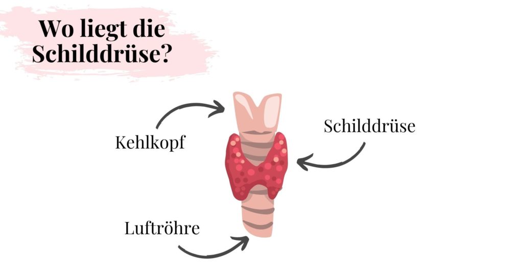 Wo liegt die Schilddrüse